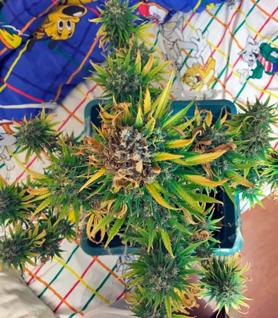 Семена сорта Exodus Cheese Auto fem (GHS) Семена сорта Exodus Cheese Auto fem (GHS) — изображение 5