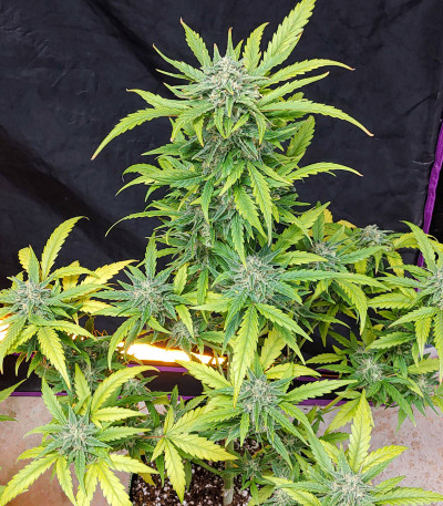 G14 Auto fem (FastBuds) семена конопли G14 Auto fem (FastBuds) семена конопли — изображение 4