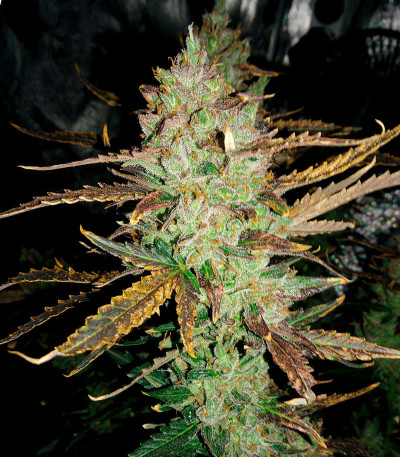 G14 Auto fem (FastBuds) семена конопли G14 Auto fem (FastBuds) семена конопли — изображение 6