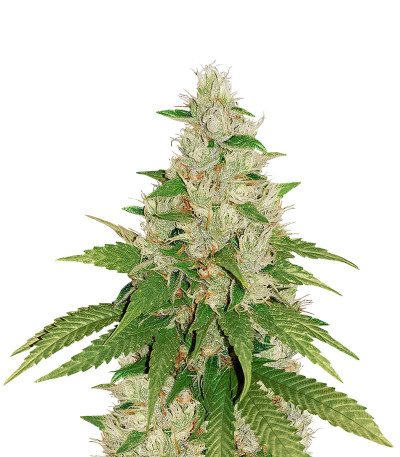 Семена сорта Gelato fem (Cali Buds Seeds) Семена сорта Gelato fem (Cali Buds Seeds)