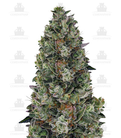 Glookies fem (Barney's Farm) Glookies fem (Barney's Farm)
