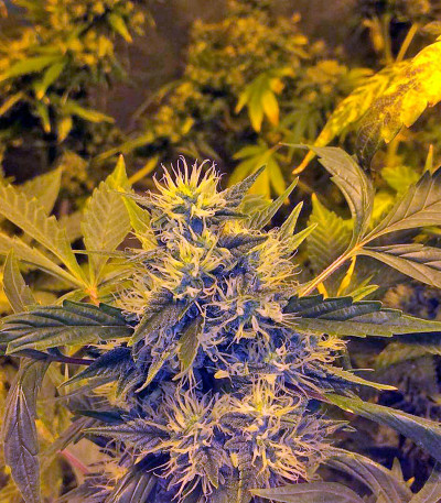 Goldmine fem (Heavyweight Seeds) Goldmine fem (Heavyweight Seeds) — изображение 4