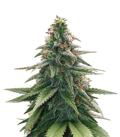 Семена сорта Gorilla Glue #4 fem (Original Sensible Seeds) Семена сорта Gorilla Glue #4 fem (Original Sensible Seeds)