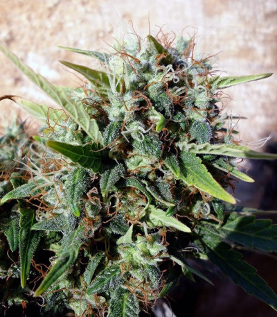 Grapefruit auto fem (FastBuds) семена конопли Grapefruit auto fem (FastBuds) семена конопли — изображение 3