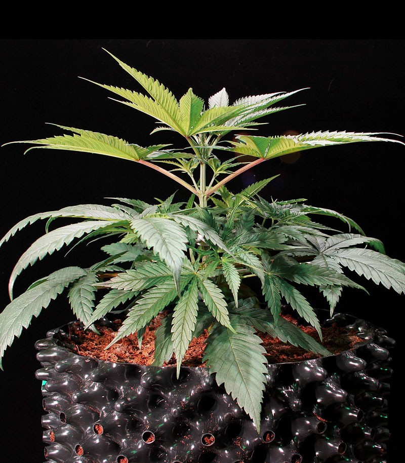 Семена сорта Green Gelato fem (Royal Queen Seeds) Семена сорта Green Gelato fem (Royal Queen Seeds) — изображение 3