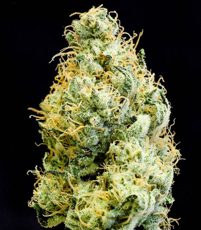 Сорт Girl Scout Cookies fem (Blimburn Seeds) Сорт Girl Scout Cookies fem (Blimburn Seeds) — изображение 5