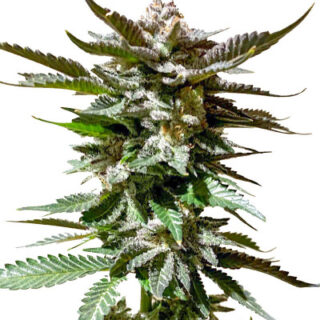 Сорт Girl Scout Cookies fem (Blimburn Seeds) Сорт Girl Scout Cookies fem (Blimburn Seeds)