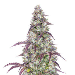 Семена сорта Lemon Pie Auto fem (FastBuds)