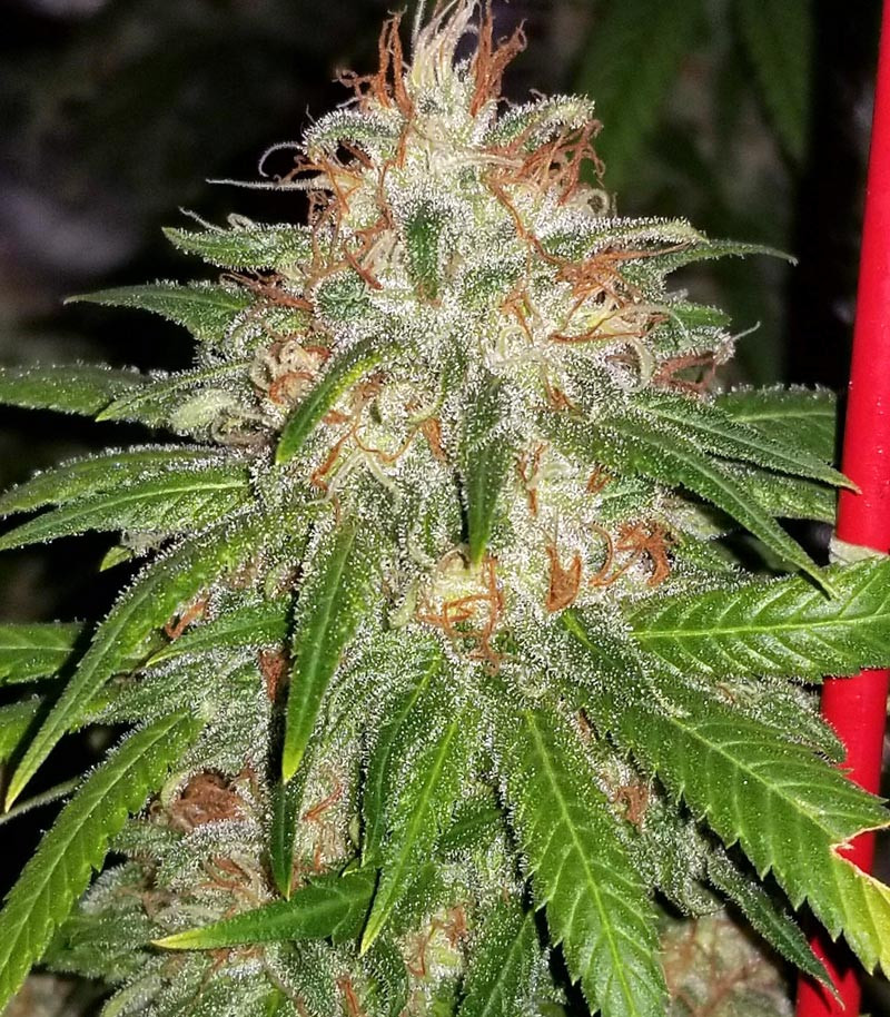 Lemon Tree fem (Barney's Farm) Lemon Tree fem (Barney's Farm) — изображение 4