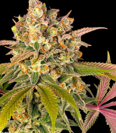 Lemon Tree fem (Barney's Farm) Lemon Tree fem (Barney's Farm) — изображение 8
