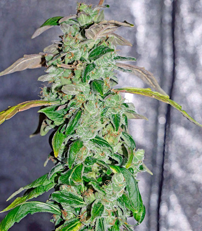 Massive Midget auto fem (Heavyweight Seeds) Massive Midget auto fem (Heavyweight Seeds) — изображение 5