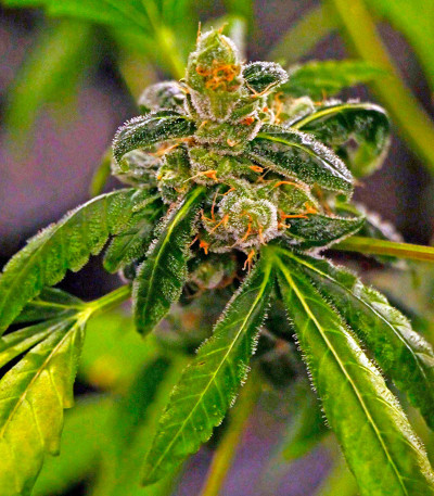 Massive Midget auto fem (Heavyweight Seeds) Massive Midget auto fem (Heavyweight Seeds) — изображение 6