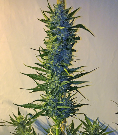 Massive Midget auto fem (Heavyweight Seeds) Massive Midget auto fem (Heavyweight Seeds) — изображение 7
