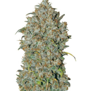 Семена сорта Mexican Airlines auto fem (FastBuds)