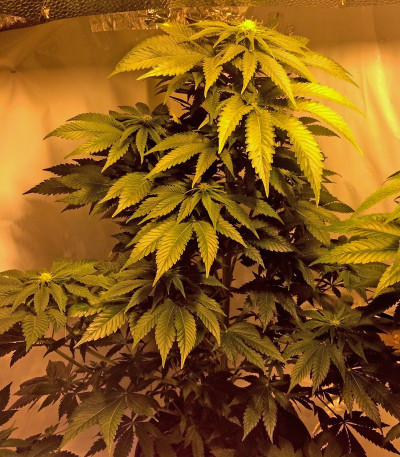 Midnight Mass fem (Heavyweight Seeds) Midnight Mass fem (Heavyweight Seeds) — изображение 3