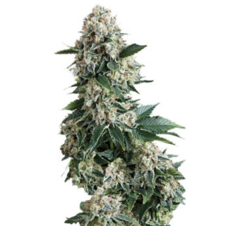Сорт New York City fem (Pyramid Seeds) Сорт New York City fem (Pyramid Seeds)