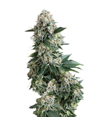Сорт New York City fem (Pyramid Seeds) Сорт New York City fem (Pyramid Seeds)