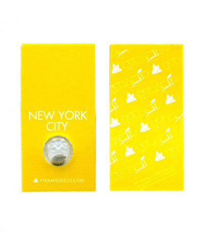 Сорт New York City fem (Pyramid Seeds) Сорт New York City fem (Pyramid Seeds) — изображение 2