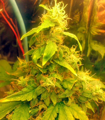 Сорт New York City fem (Pyramid Seeds) Сорт New York City fem (Pyramid Seeds) — изображение 4