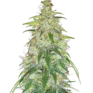 Сорт Original Auto Critical fem (FastBuds)