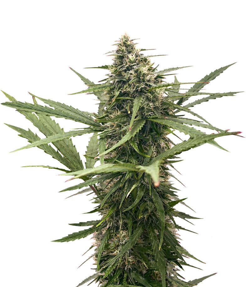 Семена сорта Original Glue Auto fem (Nirvana Seeds) Семена сорта Original Glue Auto fem (Nirvana Seeds)