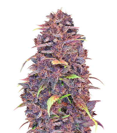 Purple Lemonade Auto fem (FastBuds) Purple Lemonade Auto fem (FastBuds)