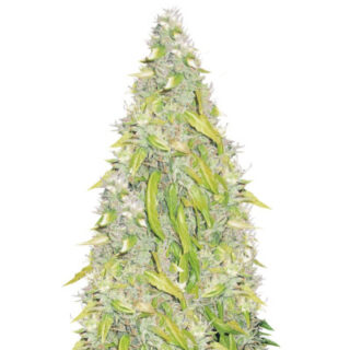Сорт Rock Machine Auto fem (Doctor’s Choiсe)