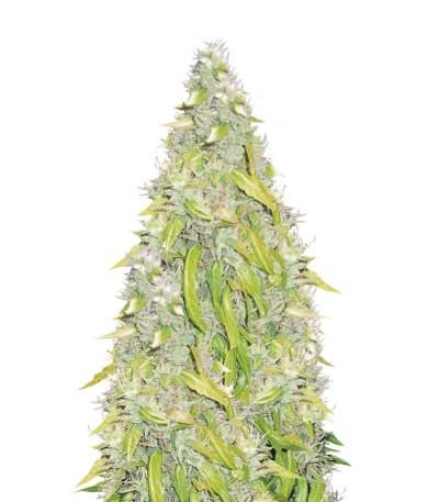 Сорт Rock Machine Auto fem (Doctor’s Choiсe) Сорт Rock Machine Auto fem (Doctor’s Choiсe)
