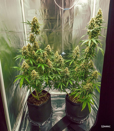 Семена сорта Auto Ak (AK 47 Auto) (Семяныч) Семена сорта Auto Ak (AK 47 Auto) (Семяныч) — изображение 7