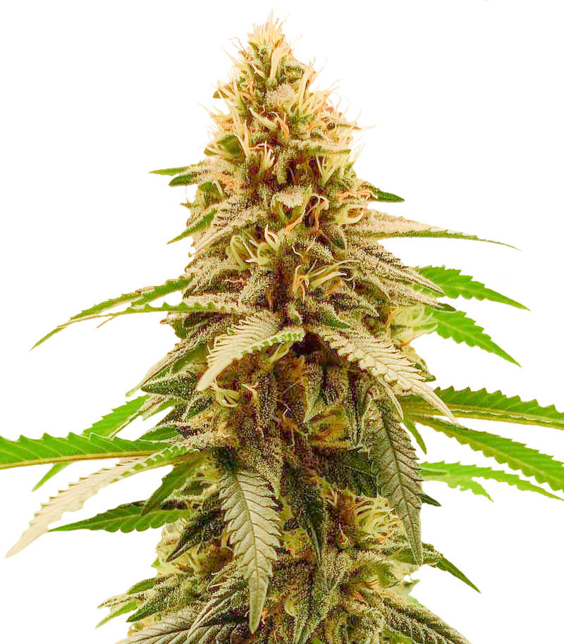Семена сорта Cherry Pie fem (Advanced Seeds) Семена сорта Cherry Pie fem (Advanced Seeds)