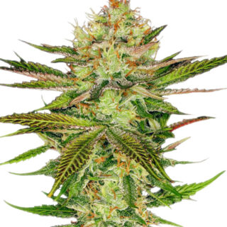 Семена сорта Chocolate Wafflez fem (Paradise Seeds) Семена сорта Chocolate Wafflez fem (Paradise Seeds)
