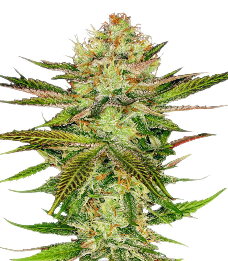 Семена сорта Chocolate Wafflez fem (Paradise Seeds) Семена сорта Chocolate Wafflez fem (Paradise Seeds)