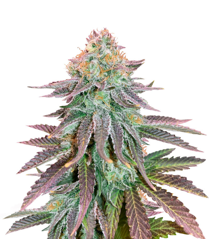 Cookies Purple Punch fem (Medical Seeds) Cookies Purple Punch fem (Medical Seeds)