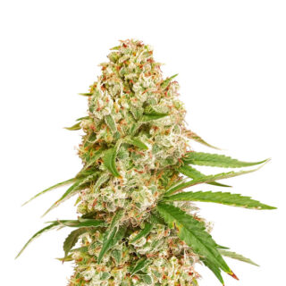 Семена сорта Gorilla Glue #4 fem (Cali Buds Seeds) Семена сорта Gorilla Glue #4 fem (Cali Buds Seeds)