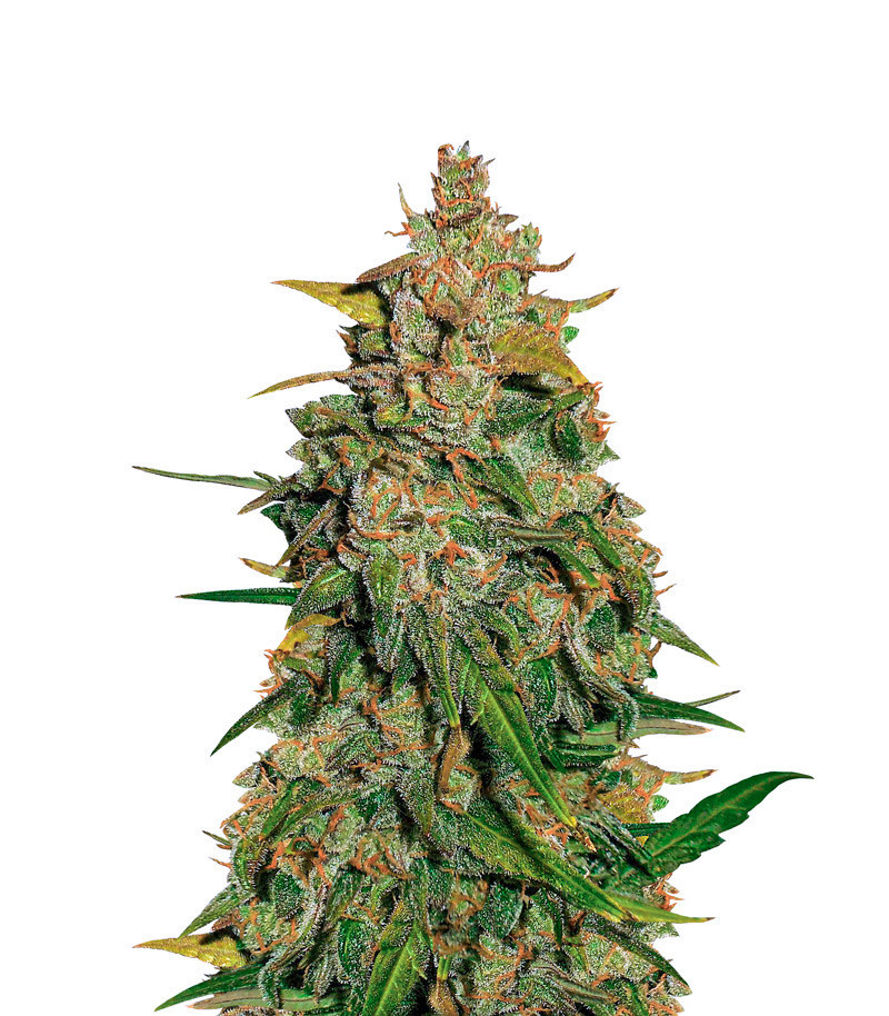 Lemon AK auto fem (FastBuds) семена конопли Lemon AK auto fem (FastBuds) семена конопли