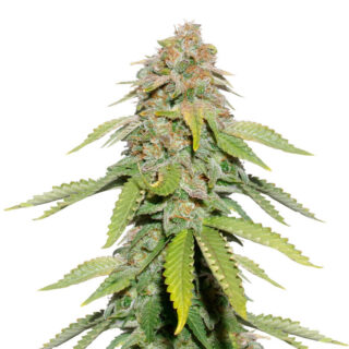 Сорт Monster Moby fem (Monster Genetics) Сорт Monster Moby fem (Monster Genetics)