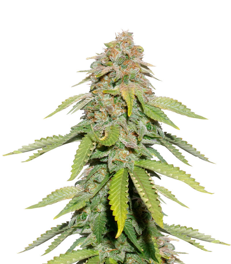 Сорт Monster Moby fem (Monster Genetics) Сорт Monster Moby fem (Monster Genetics)