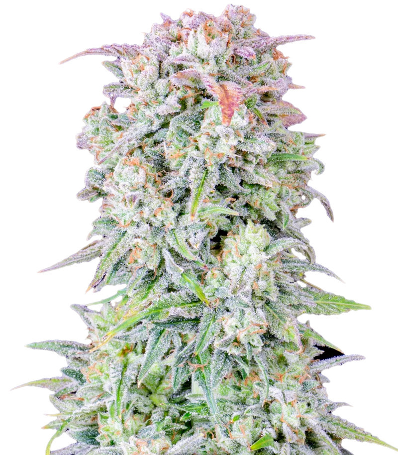 Семена сорта Original Afghan Kush Auto fem (FastBuds) Семена сорта Original Afghan Kush Auto fem (FastBuds)