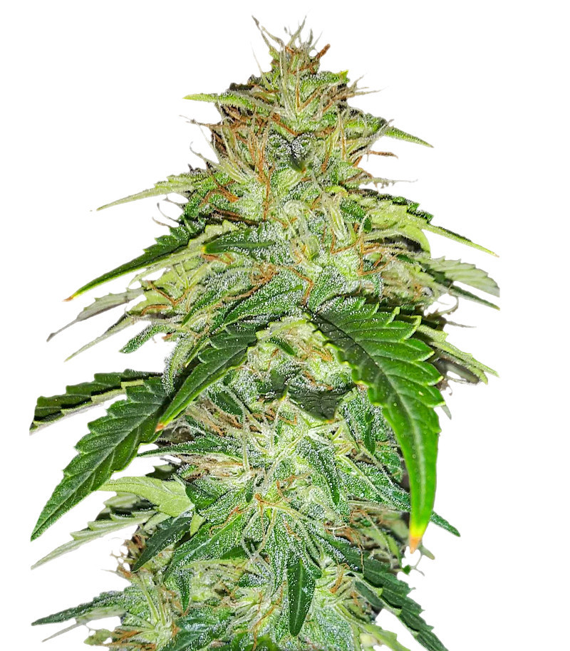 Семена сорта Original Auto Russian fem (FastBuds) Семена сорта Original Auto Russian fem (FastBuds)