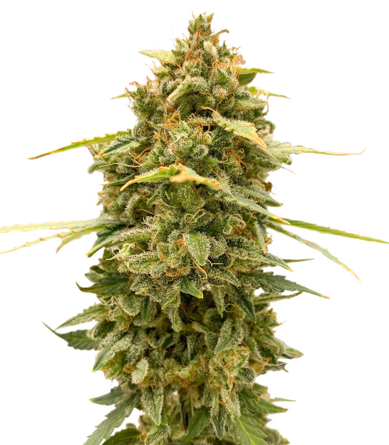 Семена сорта Original Auto Skunk fem (FastBuds) Семена сорта Original Auto Skunk fem (FastBuds)