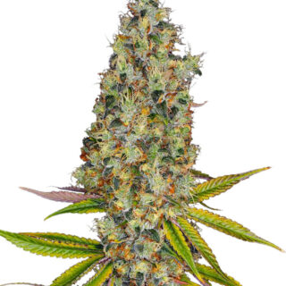 Семена сорта Rainbow Road fem (Paradise Seeds) Семена сорта Rainbow Road fem (Paradise Seeds)