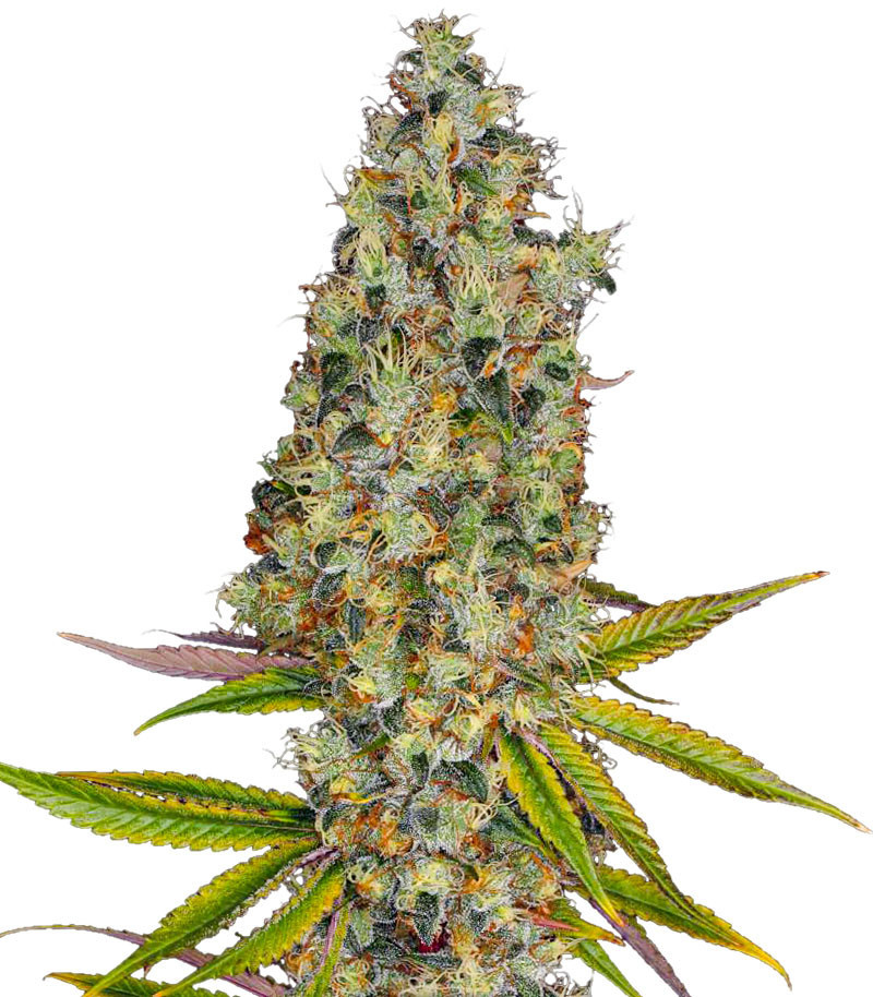 Семена сорта Rainbow Road fem (Paradise Seeds) Семена сорта Rainbow Road fem (Paradise Seeds)