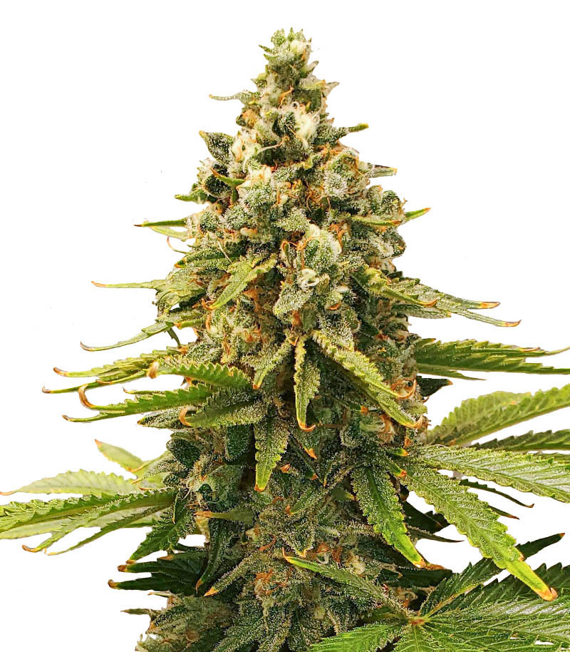 Slurricane fem (Advanced Seeds) семена конопли Slurricane fem (Advanced Seeds) семена конопли