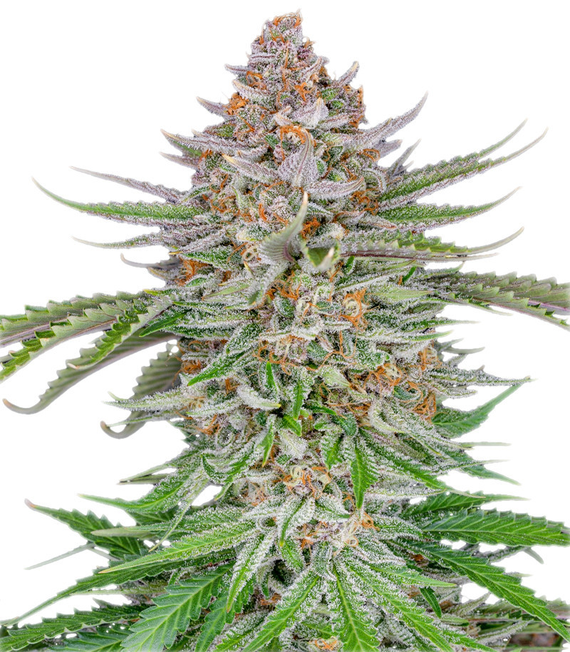 Семена сорта Strawberry Pie Auto fem (FastBuds) Семена сорта Strawberry Pie Auto fem (FastBuds)