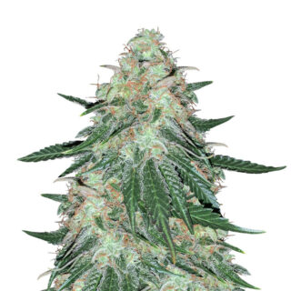 Семена сорта Sweet ZZ fem (Sweet Zkittlez) (RQS) Семена сорта Sweet ZZ fem (Sweet Zkittlez) (RQS)