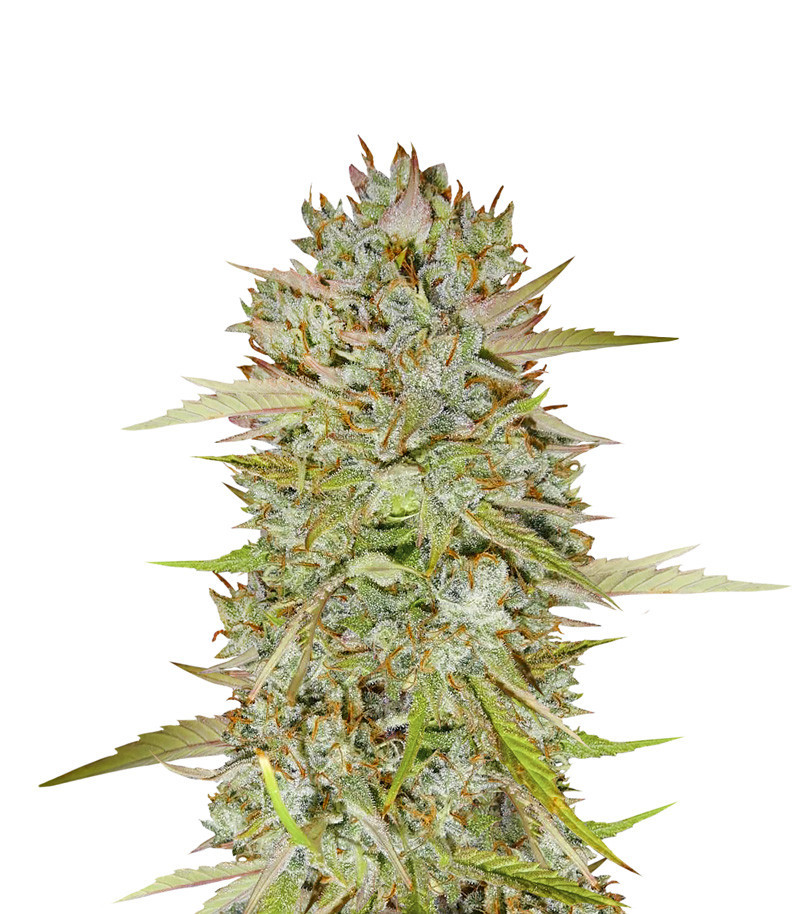 Wedding Cake Auto fem (Barney's Farm) Wedding Cake Auto fem (Barney's Farm)