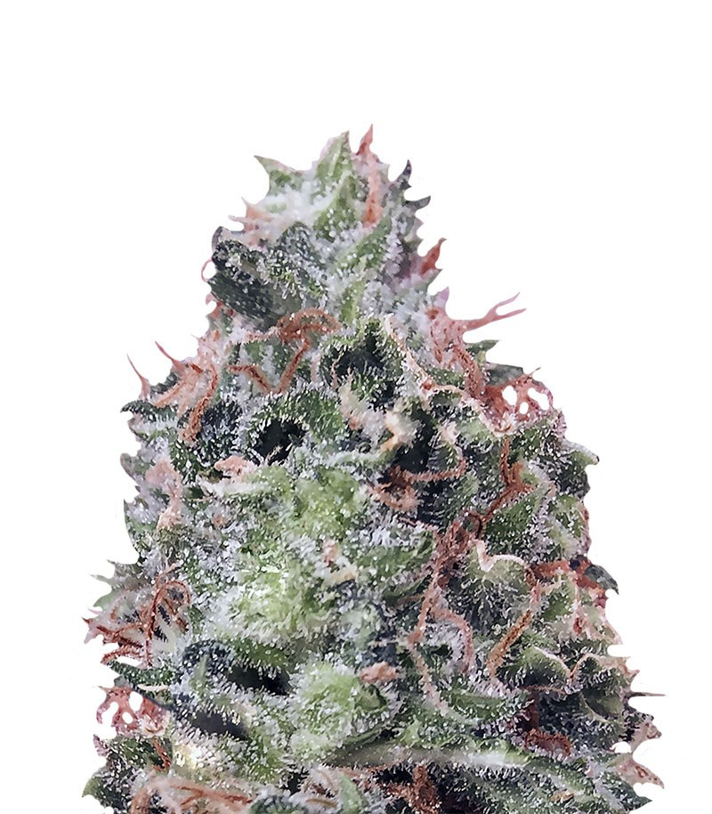 Waist Deep Auto fem (Heavyweight Seeds) Waist Deep Auto fem (Heavyweight Seeds)