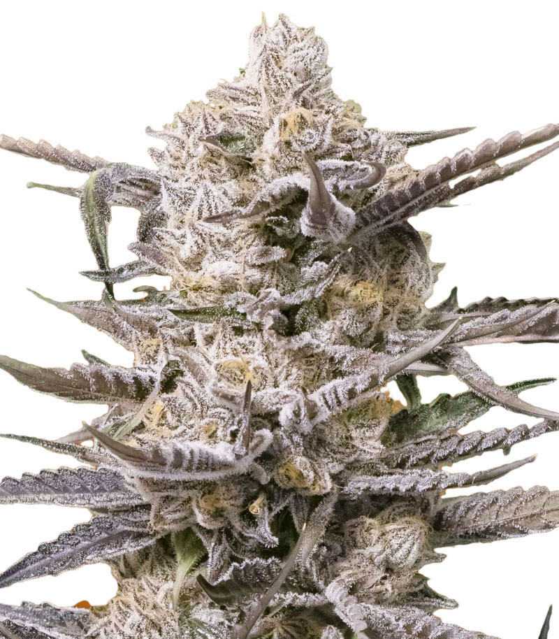 Семена сорта Watermelon OG fem (Advanced Seeds) Семена сорта Watermelon OG fem (Advanced Seeds)