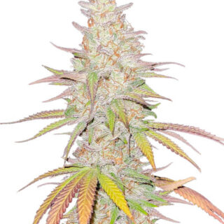 Семена сорта Afghan Kush (Семяныч)