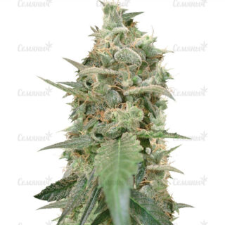 Семена сорта S.A.D. Sweet Afgani Delicious CBD (Sweet Seeds) Семена сорта S.A.D. Sweet Afgani Delicious CBD (Sweet Seeds)